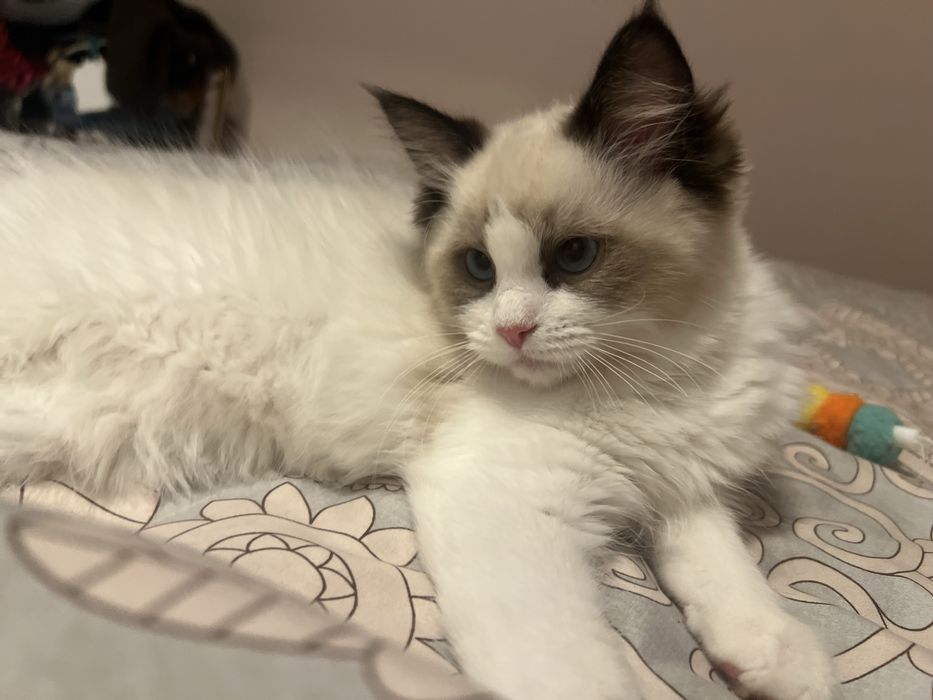 Ragdoll juz do odbioru