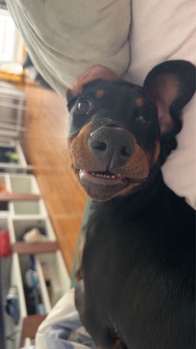 Szczeniak rasy doberman