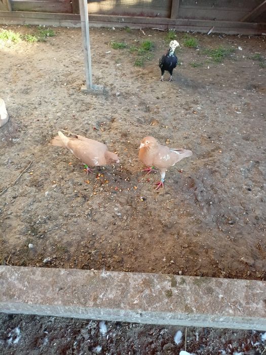 Mulemansy żółte para