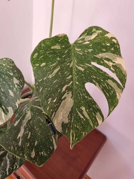 Monstera Variegata 58 cm