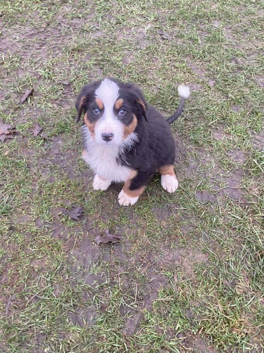 Bernenski Pies Pasterski