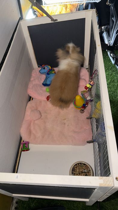 Coelho Mini Lop Femea