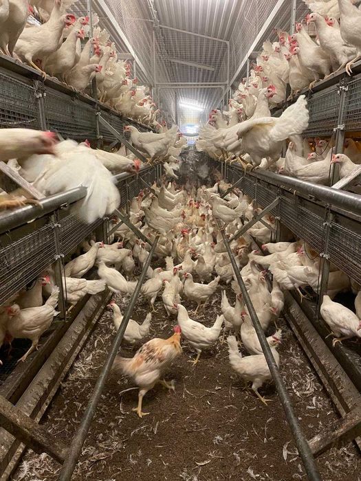 Kury nioski z własnej hodowli kurki z pierwszym jajkiem wszystkie rasy