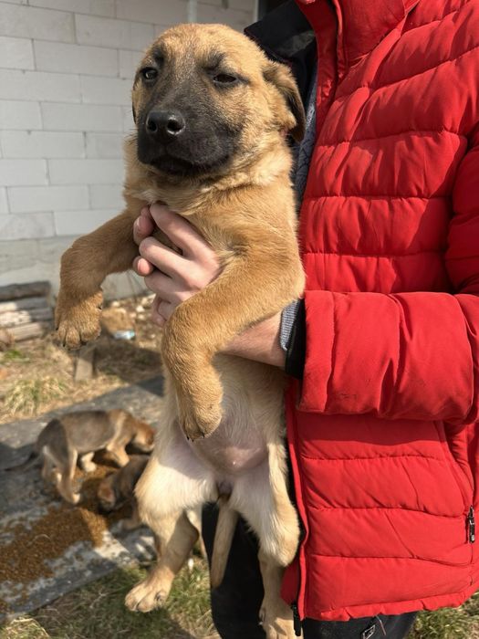 Цуцик песик собака собачка