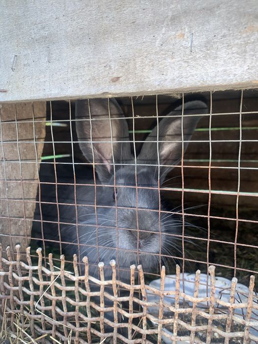 Продам кроликів різних окрасів