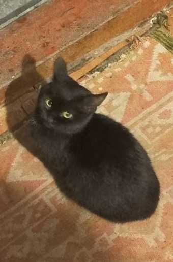 Кошеня дівчинка 6 місяців шукає родину