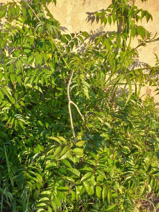 Plantas trepadeiras sete-léguas flor rosa