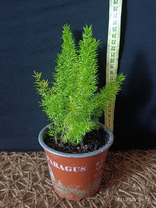 Аспарагус Мейєрса (лат. Asparagus densiflorus 'Myersii')