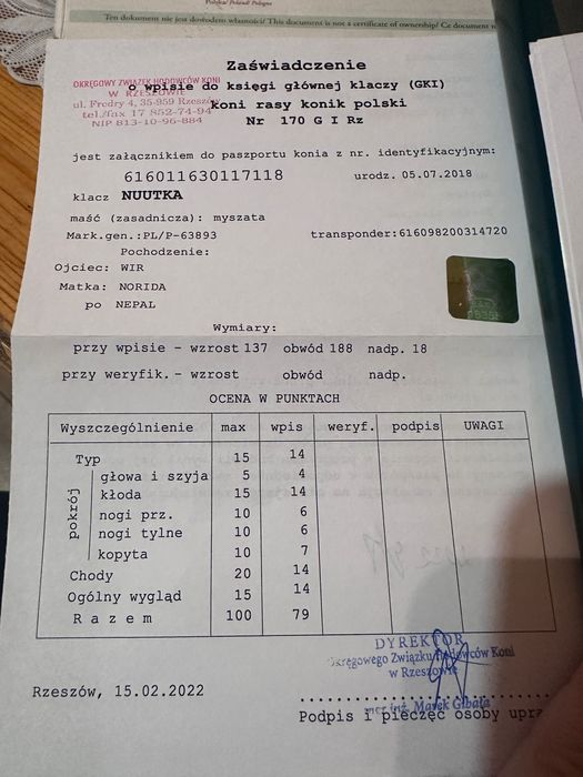 Klacz konik polski 8 lat