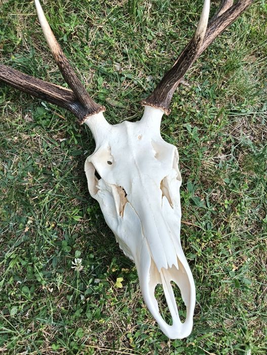 Poroże jelenia - trofeum myśliwskie