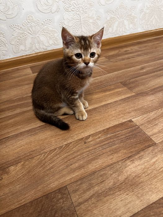 Шотландские котята