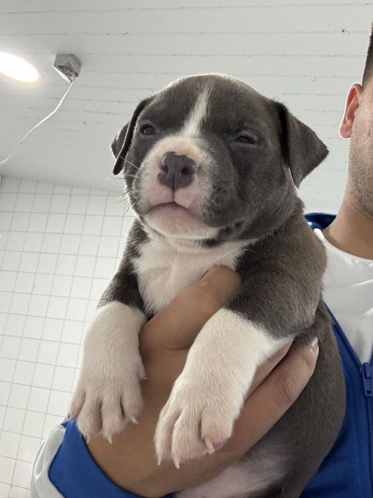 American Bully Pocket
