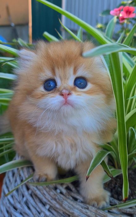 Кукольные малыши. Котята золотая шиншилла.