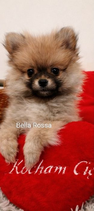 Szpic miniaturowy suczki XS