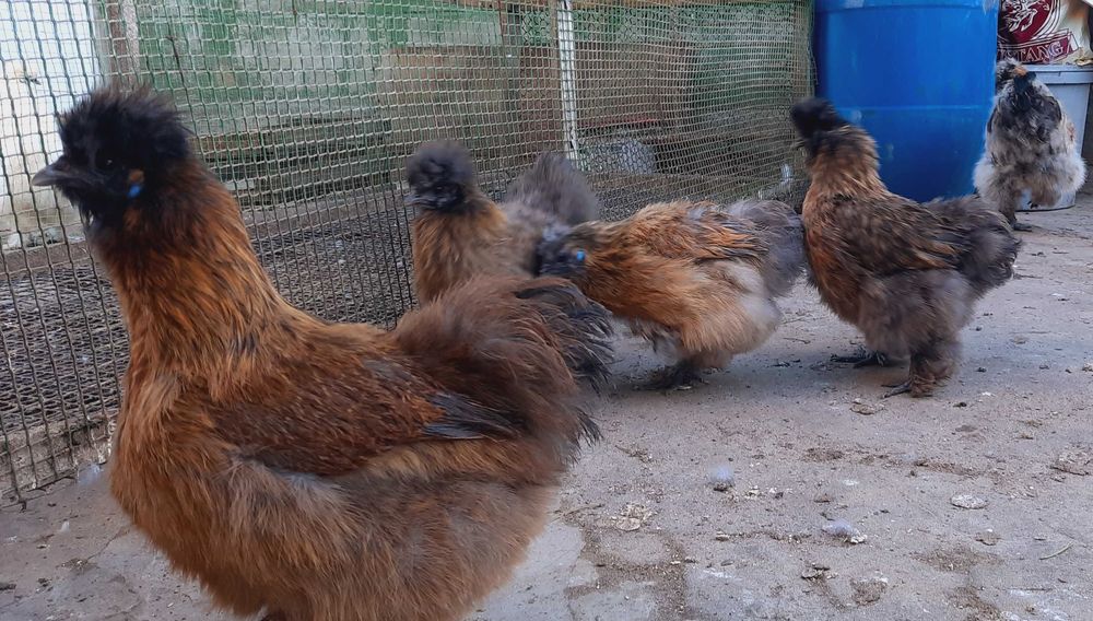 яйцо инкубационное Silkie китайская шёлковая оплод не менее 90%+бонус