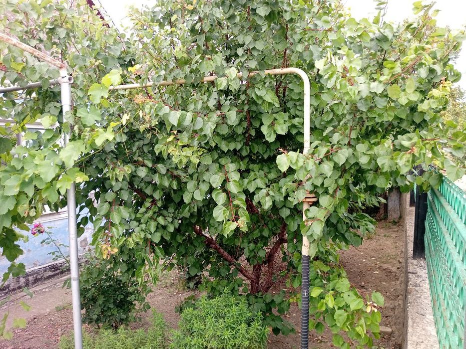 Продам дом в Одесской области