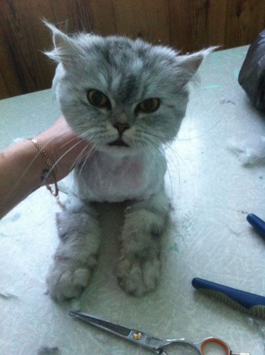 Стрижка собак и котів (грумінг) з виіздом. Стрижка тварин