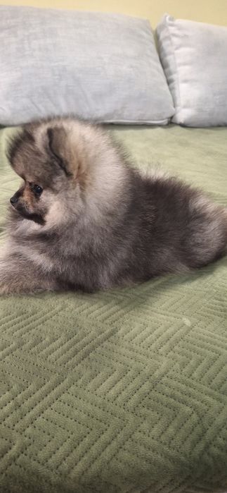 SPITZ  (lulu de pomerania)