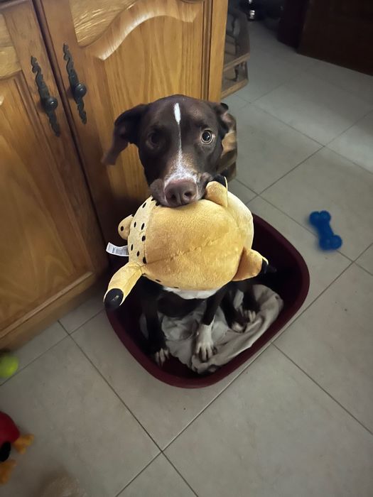 Cãozinho dócil para adoção