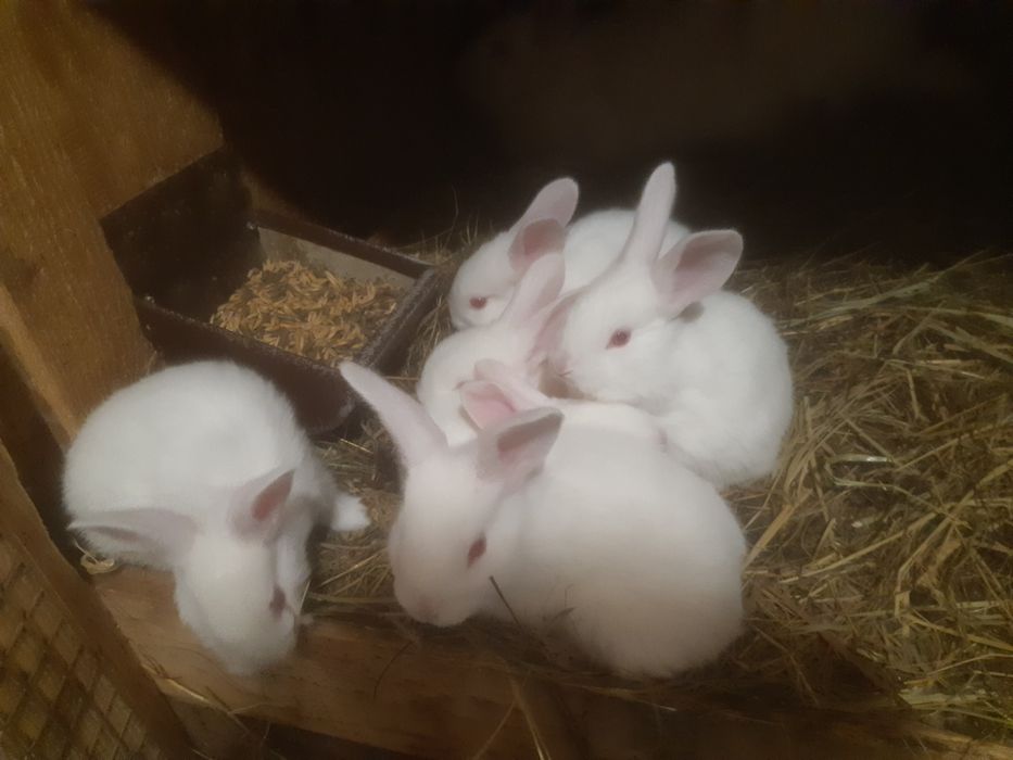 Termondzkie białe wysyłka