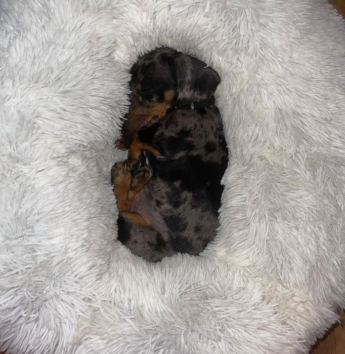 Такса міні цуценя хлопчики і дівчатка