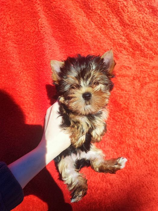 Прекрасная мини малышка Йорка