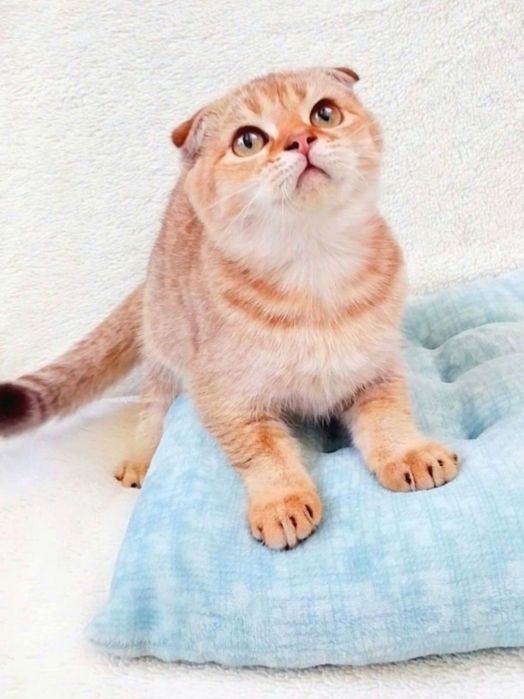 Красунчик фолдик золота шиншила хлопчик
