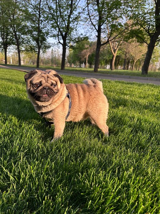 Гарний женіх шукає наречену