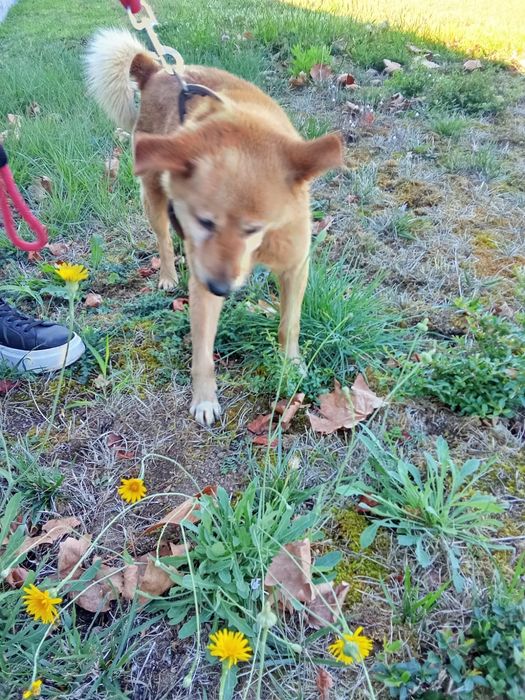 Cãozinho para adoção