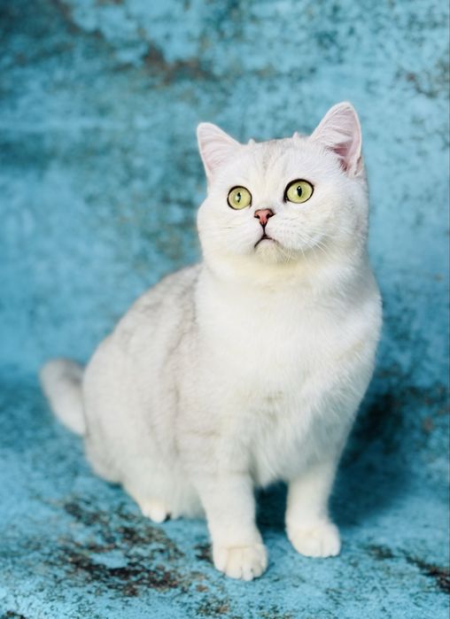 Шотландський котик срібна шиншила