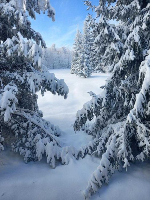 Готель у Карпатах: зимова акція 4+1, пакети для 2-х і сім’ї