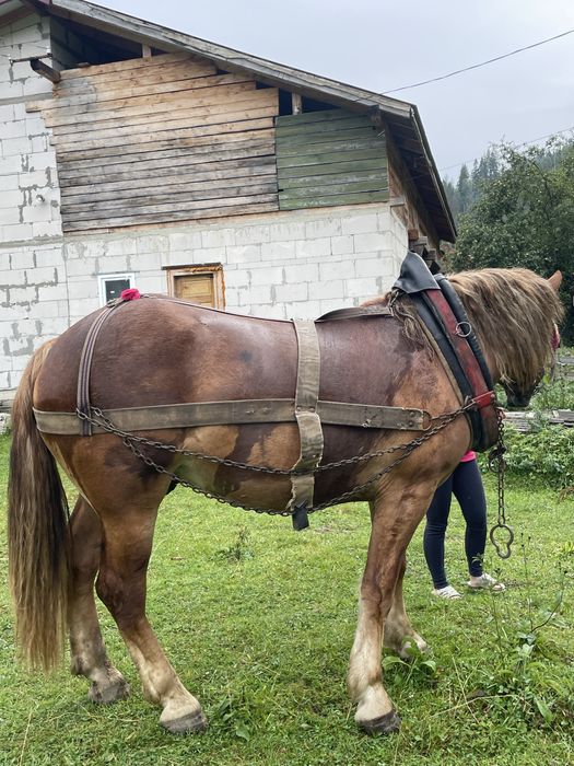 Кінь продам хороший