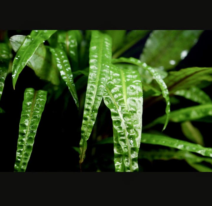 Cryptocoryne  roslina