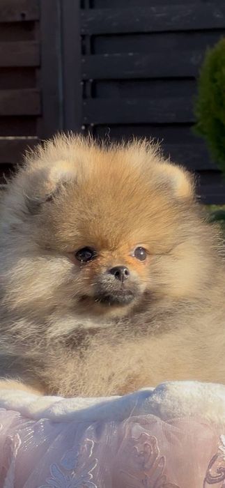 Неймовірна міні  красуня