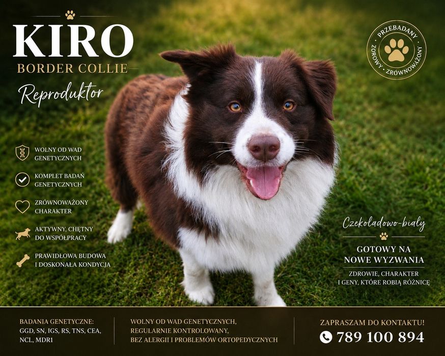 Border Collie – reproduktor czekoladowo-biały | Przebadany genetycznie | Kiro