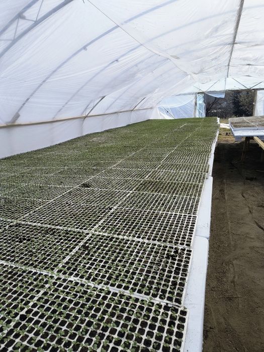 Sadzonki, rozsada brokuła