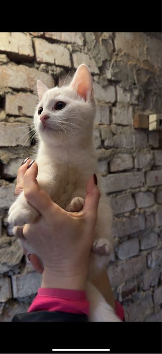 Кошенята в добрі руки