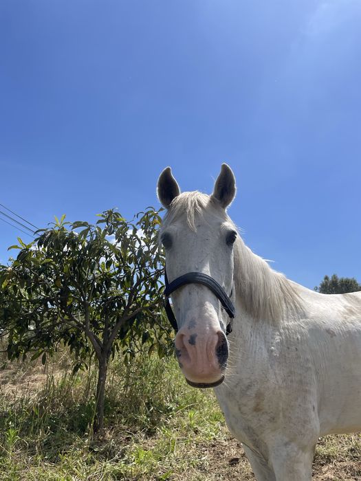 Cavalo Cruzado com livro verde