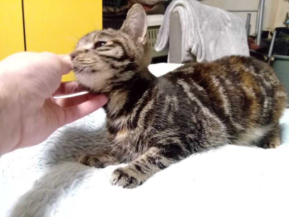 Koteczka Marmurka wypatruje domku