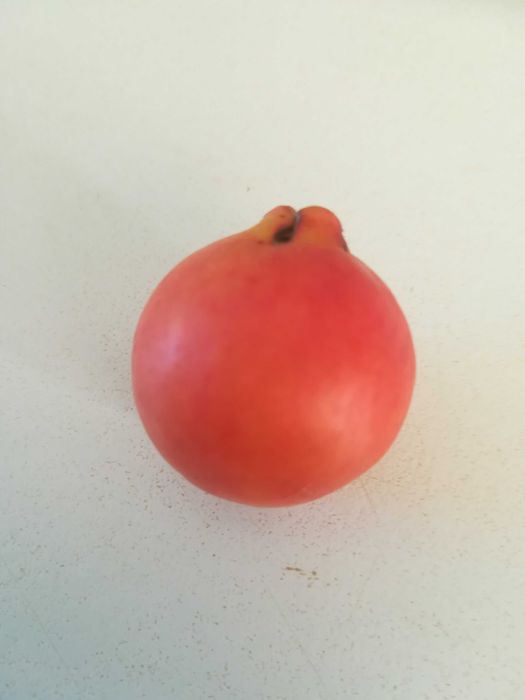 Araça Rosa - Psidium Cattleyanum var. rosa