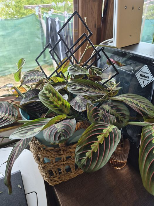 Kwiat maranta marantha