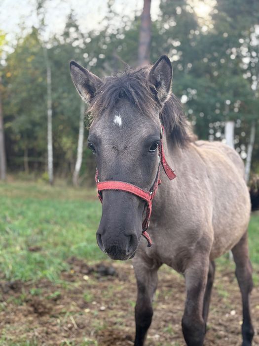 Klacz Konik Polski
