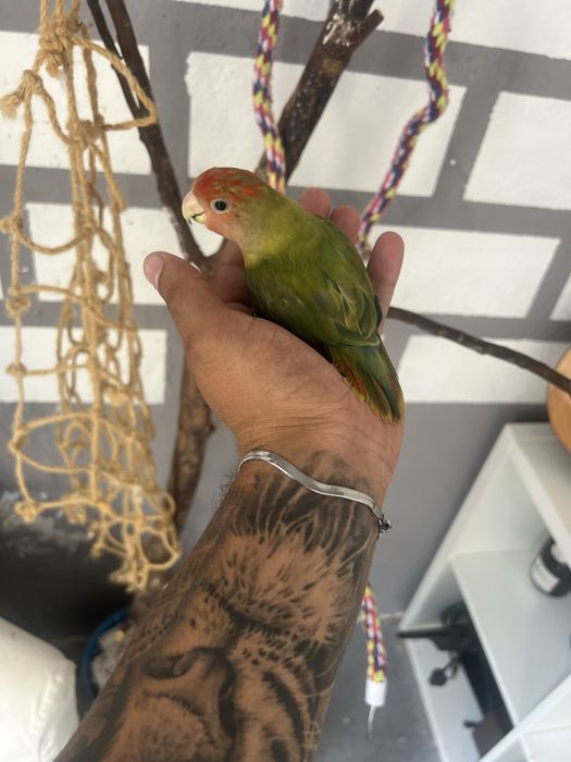 Rosseicolis criado a mão