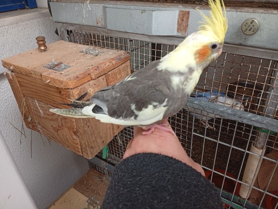 Caturra criada á mão