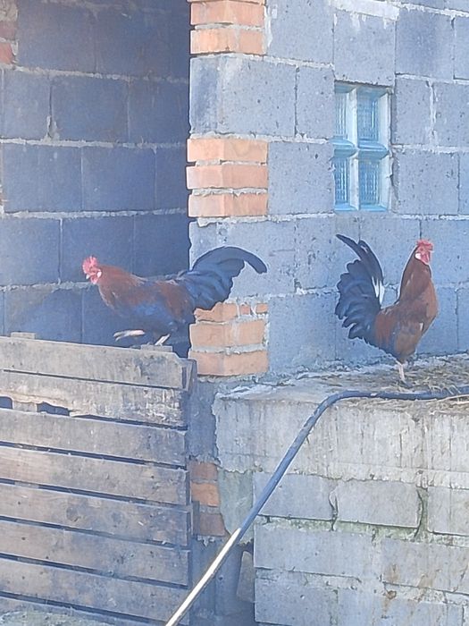 Koguty cwergi młode