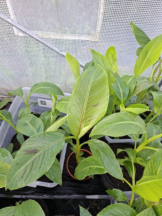 Bananowiec musa balbisiana sikkimensis thomsoni basjoo  manicata