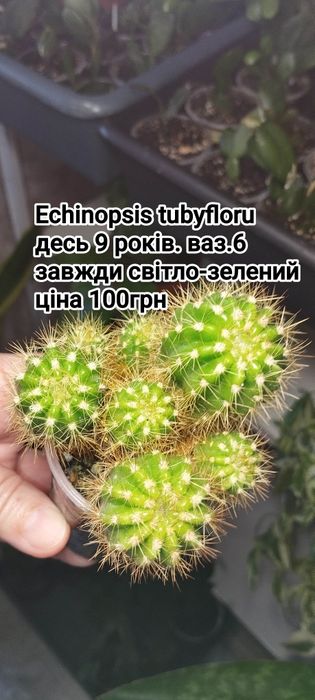 Еуфорбія Хавортія алоє красула