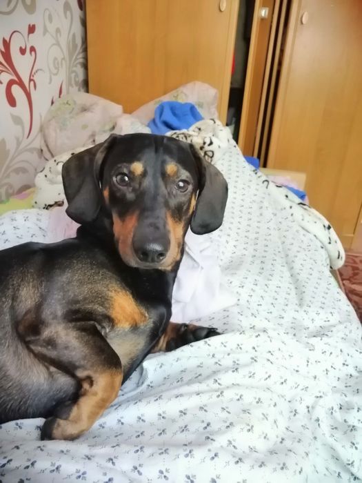 Хлопчик такса  шукає дівчинку