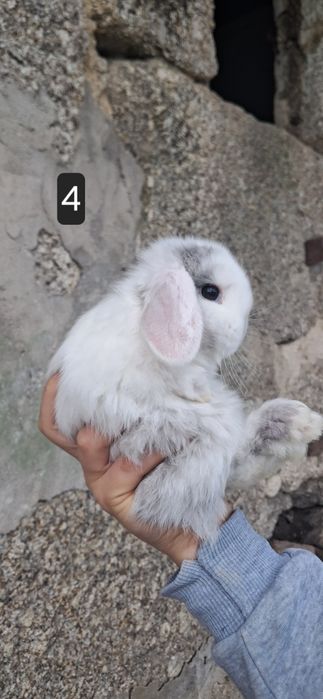 Coelho anão mini lop