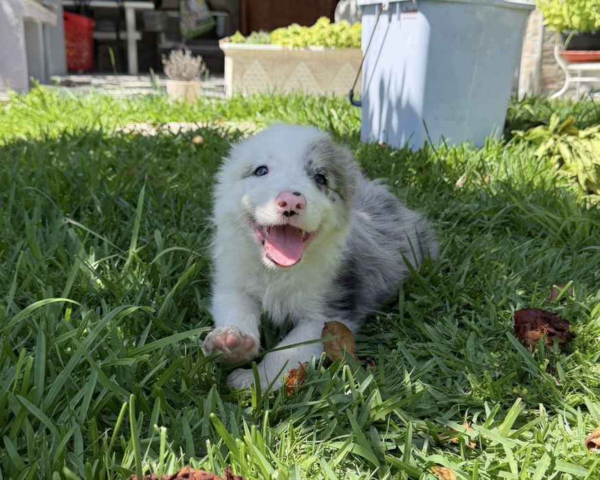 Menino border collie olho azul blue merle